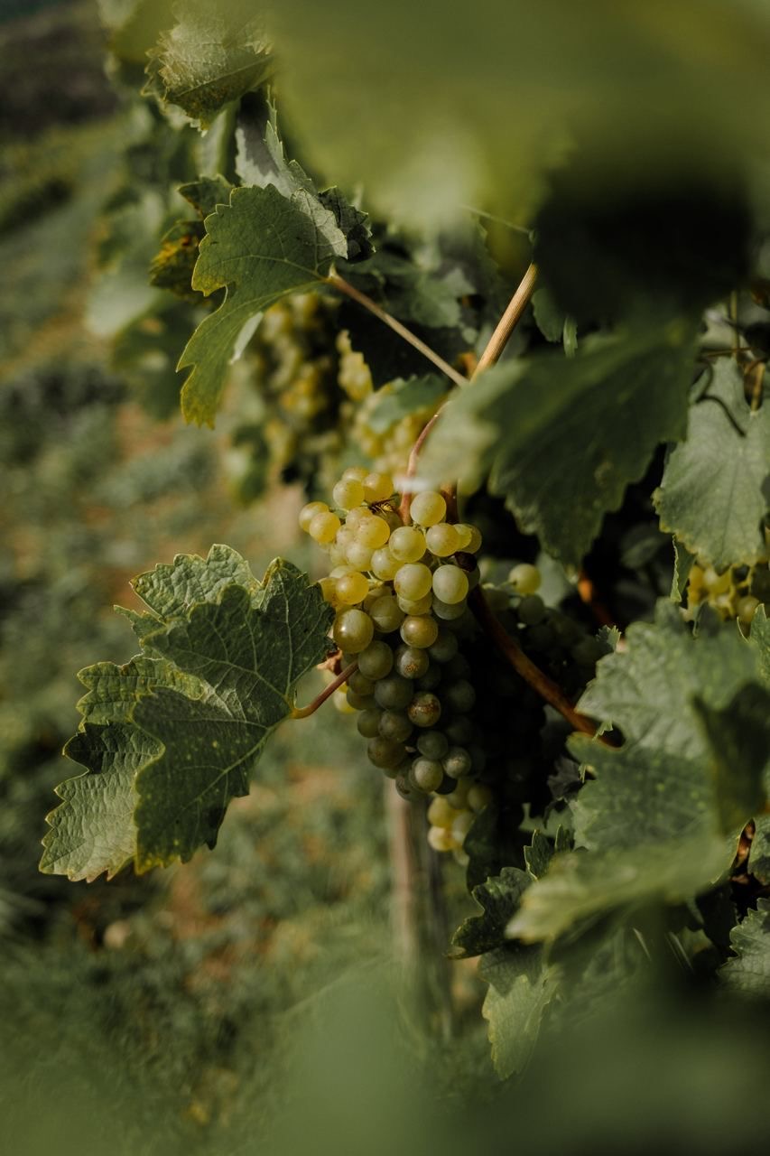 Vignobles et gourmandises